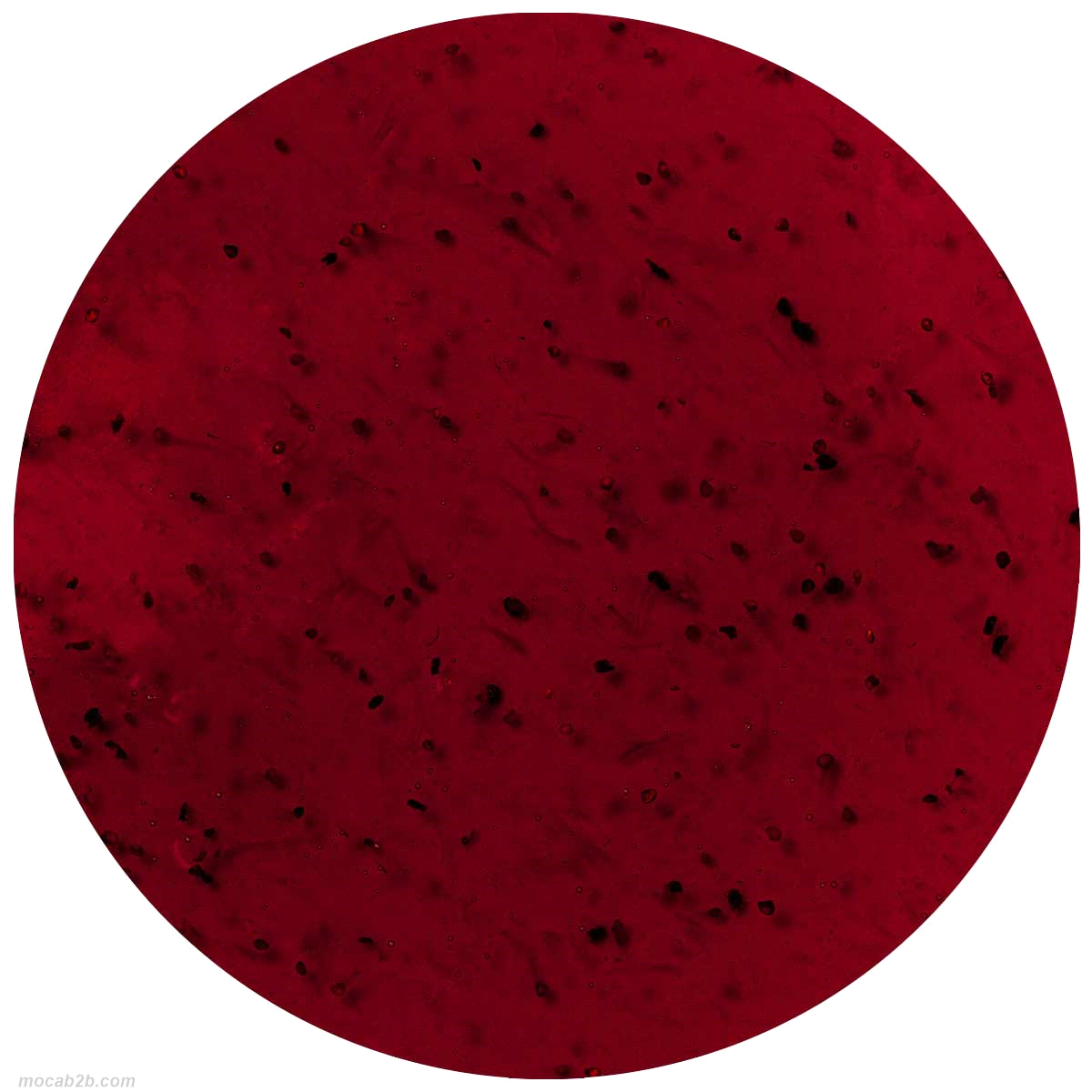 Pasta concentrata aromatizzante per realizzare un gelato al gusto fragola. Dosaggio: 70 gr di prodotto su 1 litro di miscela base. 