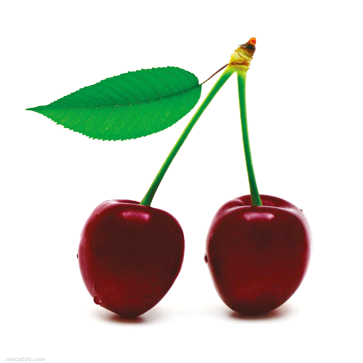 Confettura extra preparata con visciola, frutto più dolce rispetto all’amarena e dal colore rosso bruno.
Preparata con 87% di frutta e zucchero di canna. La particolare presenza di pezzi di frutta rende queste preparazioni ideali per crostate e farciture. 