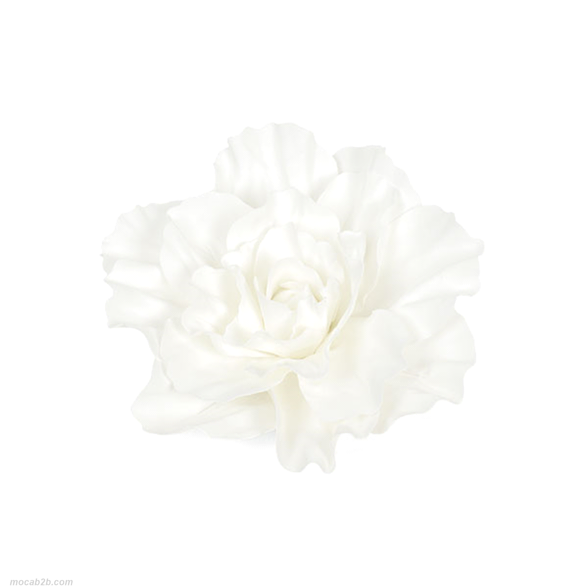 ROSA BIANCA DIAMETRO 35 