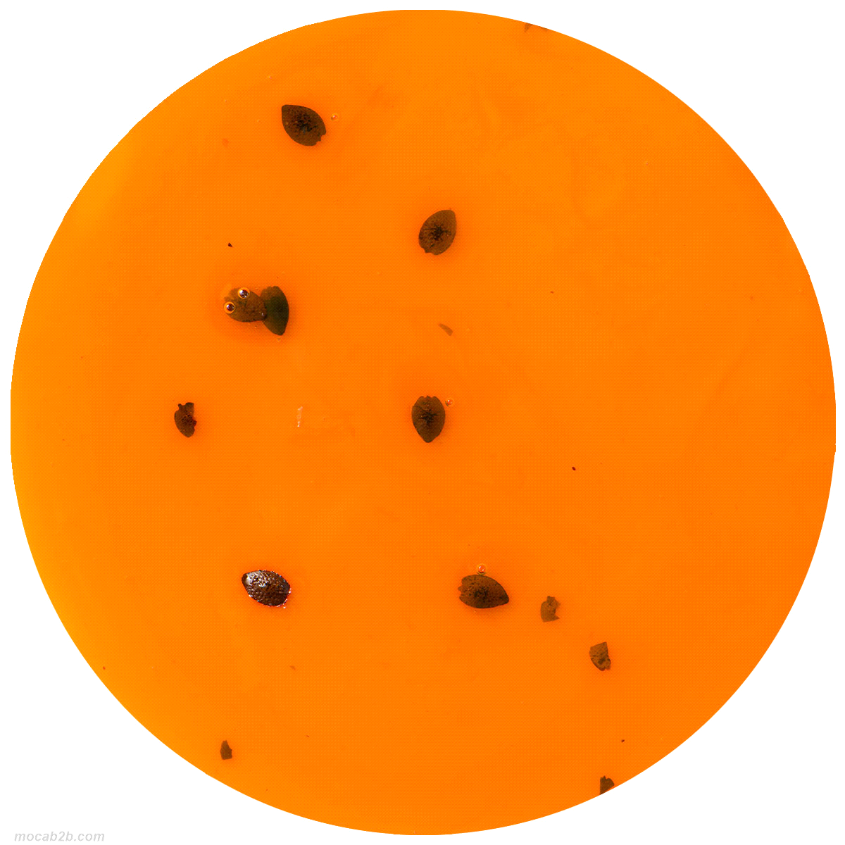 Variegato al frutto della passione (maracuia) con semi. 