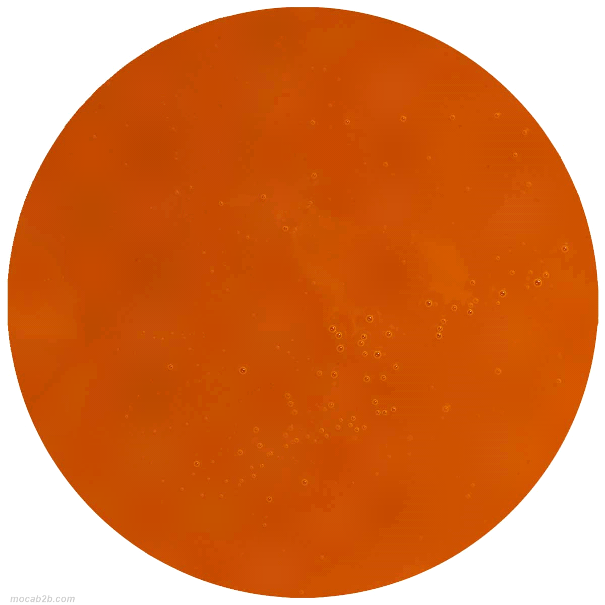 Pasta al gusto di biscotto per aromatizzare semifreddi e gelat 