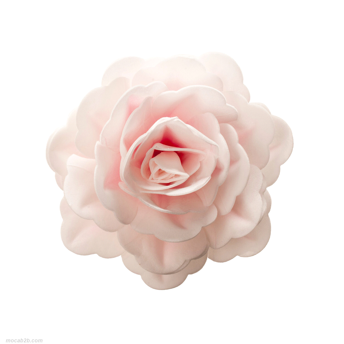 Rosa in cialda rosa. Diametro 12,5 cm x1pz. Gluten free, senza lattosio e senza proteine del latte. Prodotto adatto ai vegetariani.Contiene coloranti naturali. 