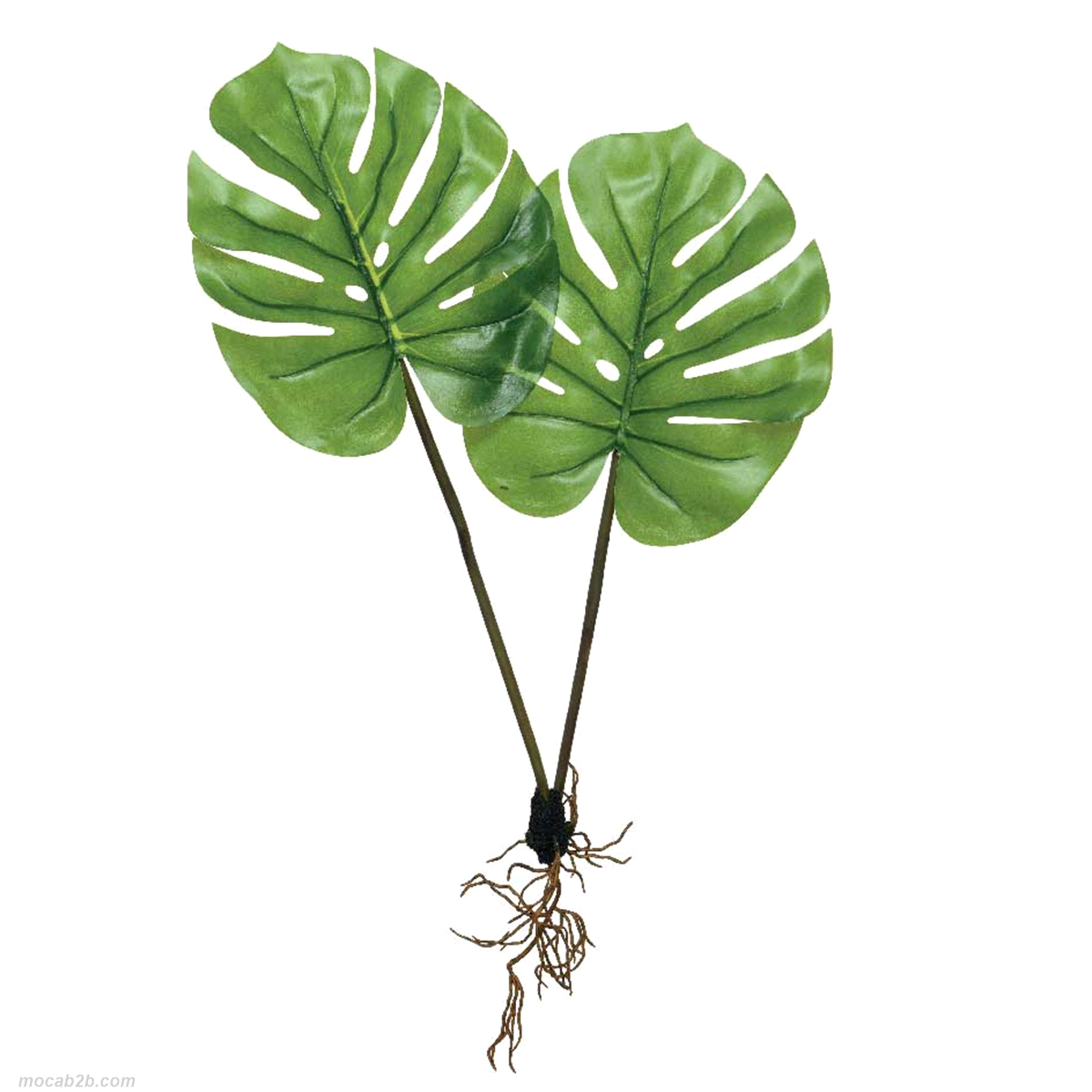 FOGLIE MONSTERA VERDE C/RADICI@29h43 
