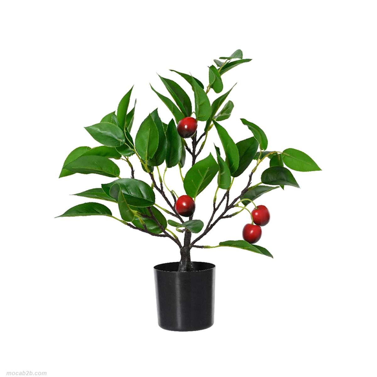 PIANTINA CILIEGIO CON VASO 38x36x48 