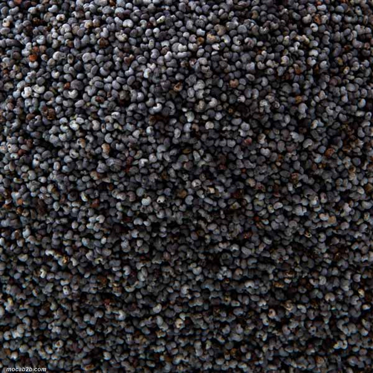 SEMI DI PAPAVERO x1Kg       SERFRUIT 