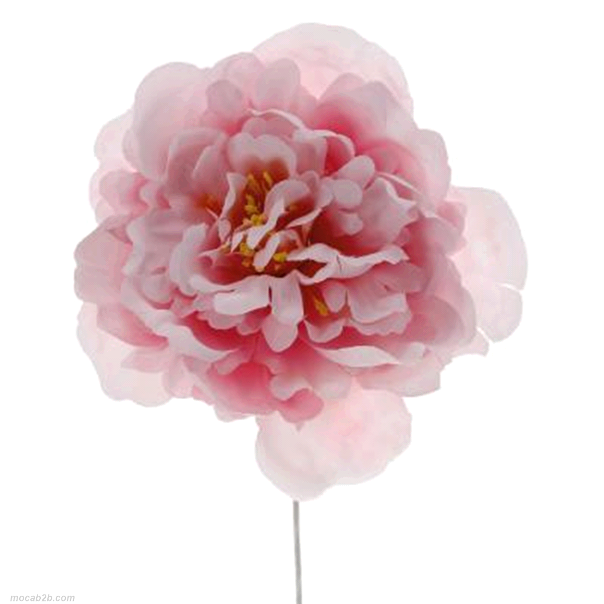 PEONIA GRANDE FUXIA h15 